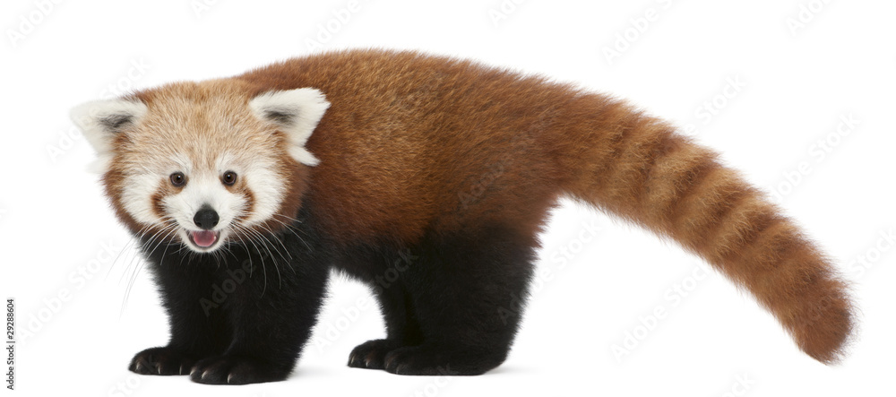 Obraz premium Young Red panda or Shining cat, Ailurus fulgens, 7 months old