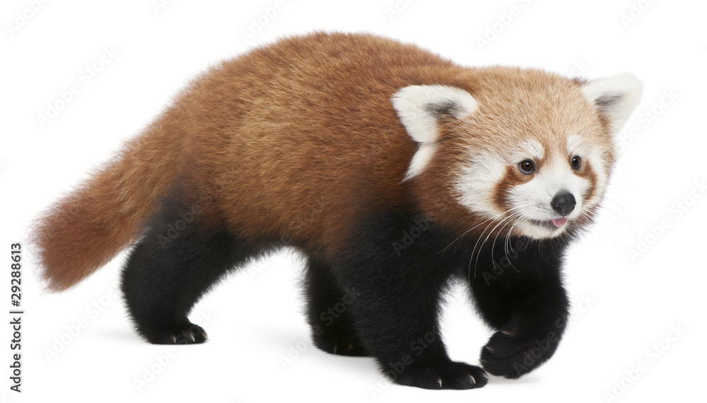 Naklejka premium Young Red panda or Shining cat, Ailurus fulgens, 7 months old
