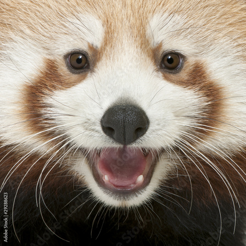 Fotografie Close-up of Young Red panda or Shining cat, Ailurus fulgens