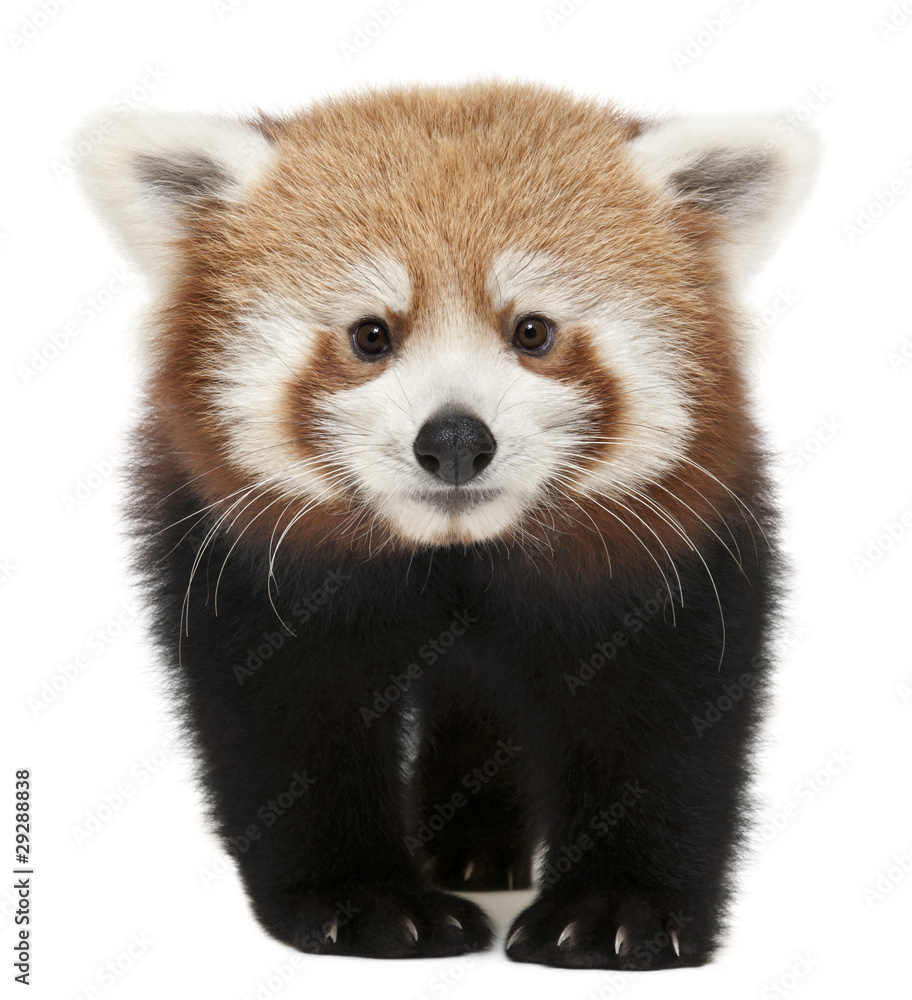 Fototapeta premium Young Red panda or Shining cat, Ailurus fulgens, 7 months old