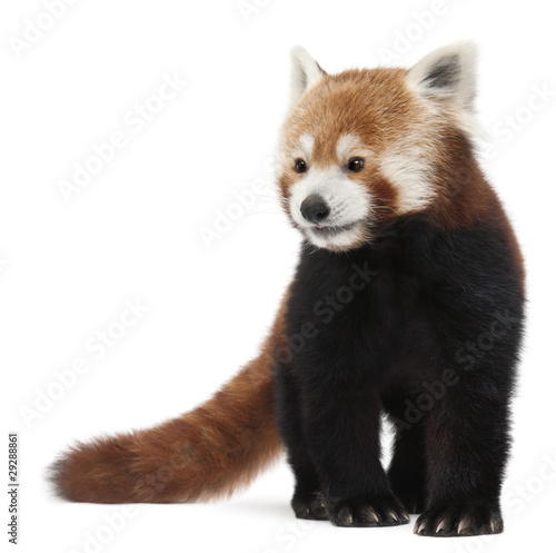Old Red panda or Shining cat, Ailurus fulgens, 10 years old © Eric Isselée