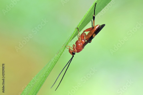 Rote Wespe © Marek R. Swadzba