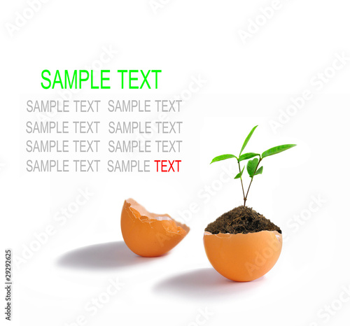 the young plant in the eggshell