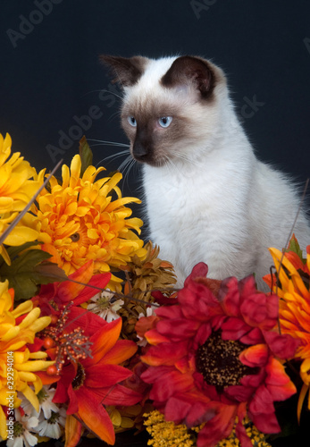 Fototapeta Naklejka Na Ścianę i Meble -  Cute cat and flowers