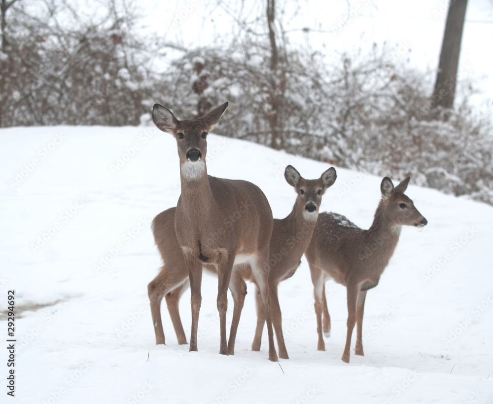 Whitetail deer does in snow