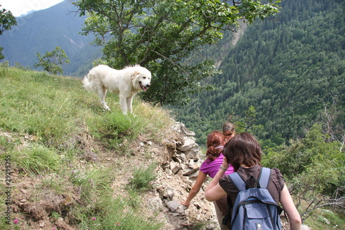 Chien de protection en action photo