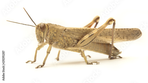 grasshopper © Krakenimages.com