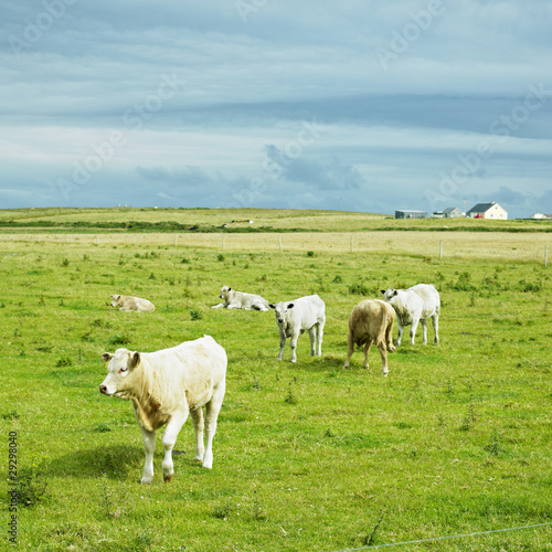 cows  The Mullet Peninsula  County Mayo  Ireland