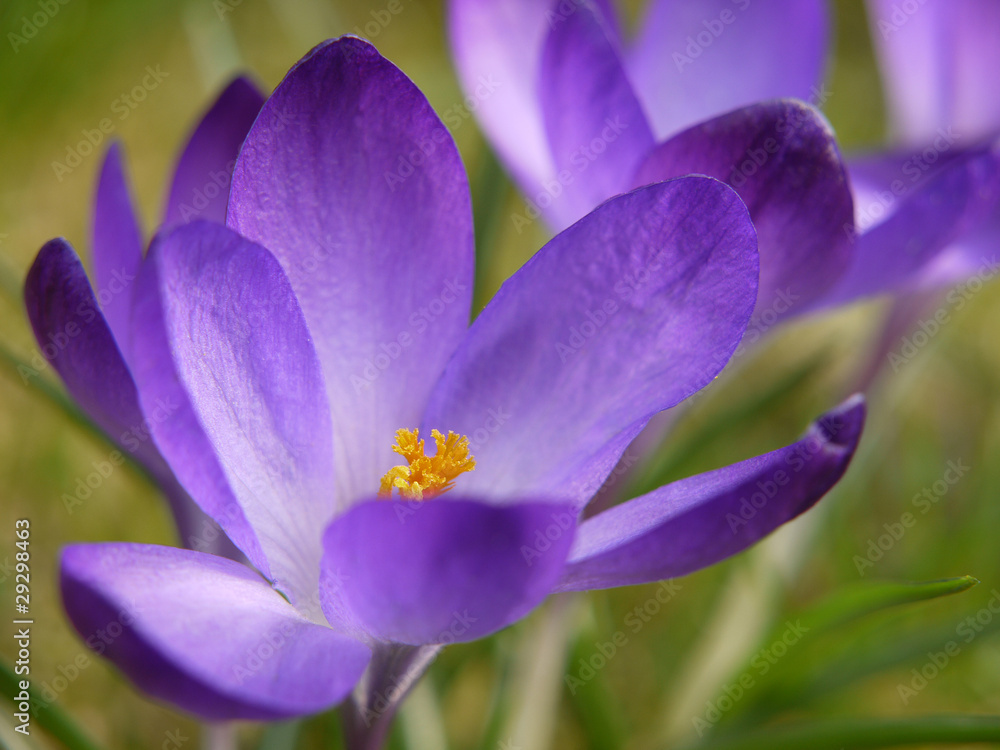 Krokus. Crocus. Krokus. Crocus.