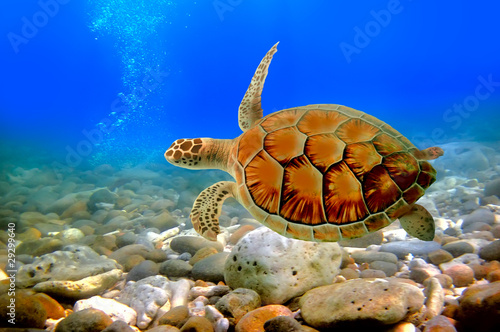 Sea turtle #29299640