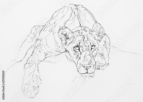 lionne