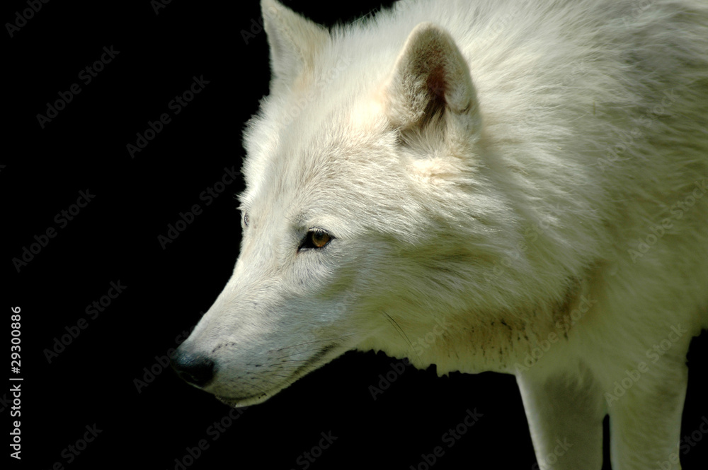 Polar wolf (Canis lupus arctos)