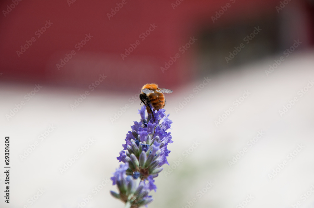 Bee on lavender