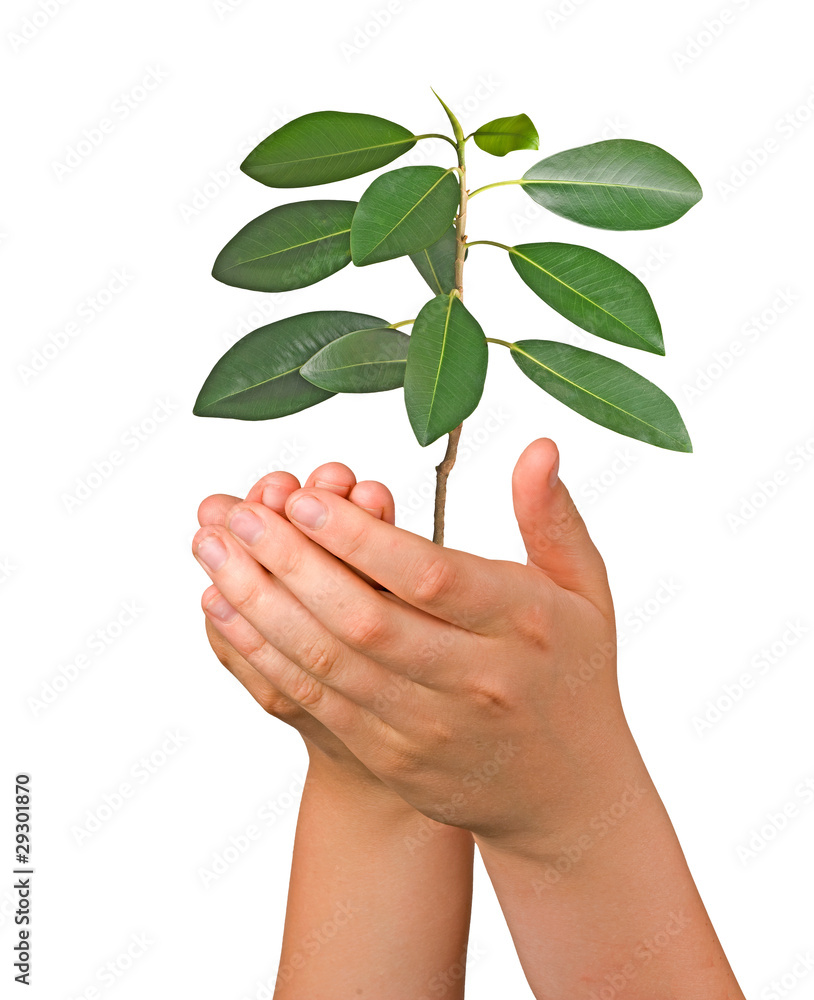 sprout in palms as a symbol of nature protection sprout in palms as a symbol of nature protection