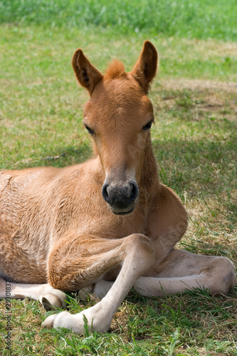 Foal