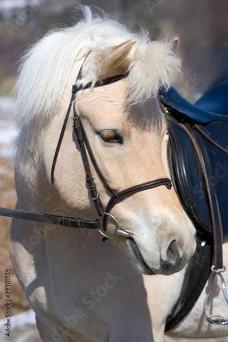 Norwegian Fjordhorse