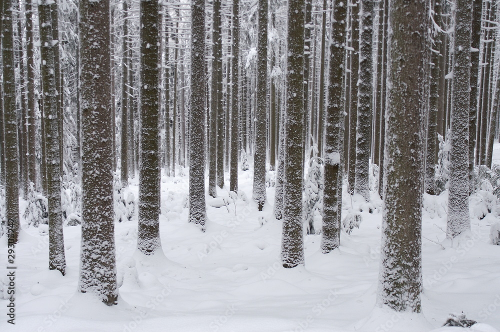 Fototapeta premium Winterwald