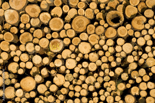 lots of stacked timber logs