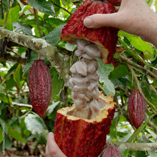 Cabosse du cacaoyer