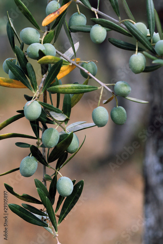 Aceitunas de verdeo (olea europaea) photo