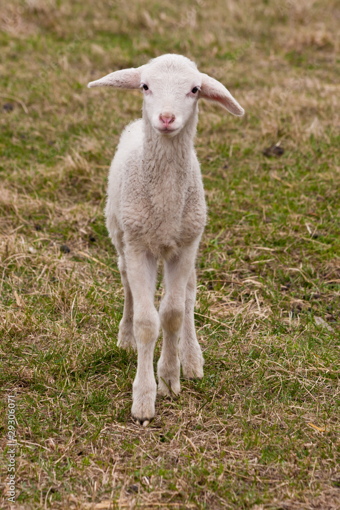 Lamm, lamb