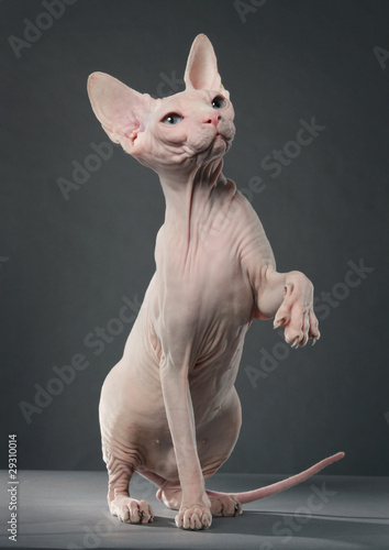 Sphynx cat