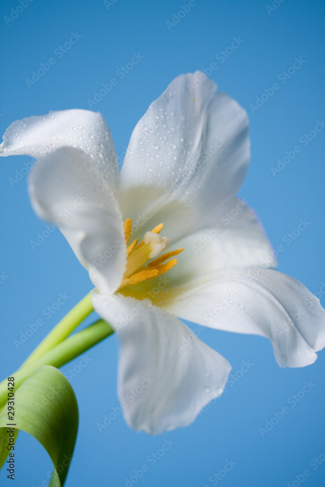 Obraz premium White flower isolated on blue
