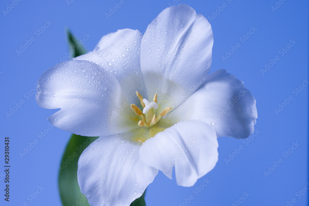 White flower isolated on blue White flower isolated on blue