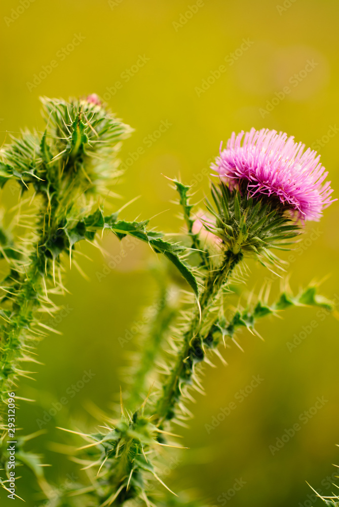 Mariendistel (Silybum marianum L.) Mariendistel (Silybum marianum L.)