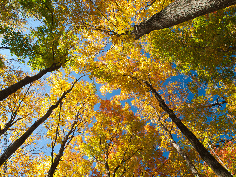 Maples in Fall Colour