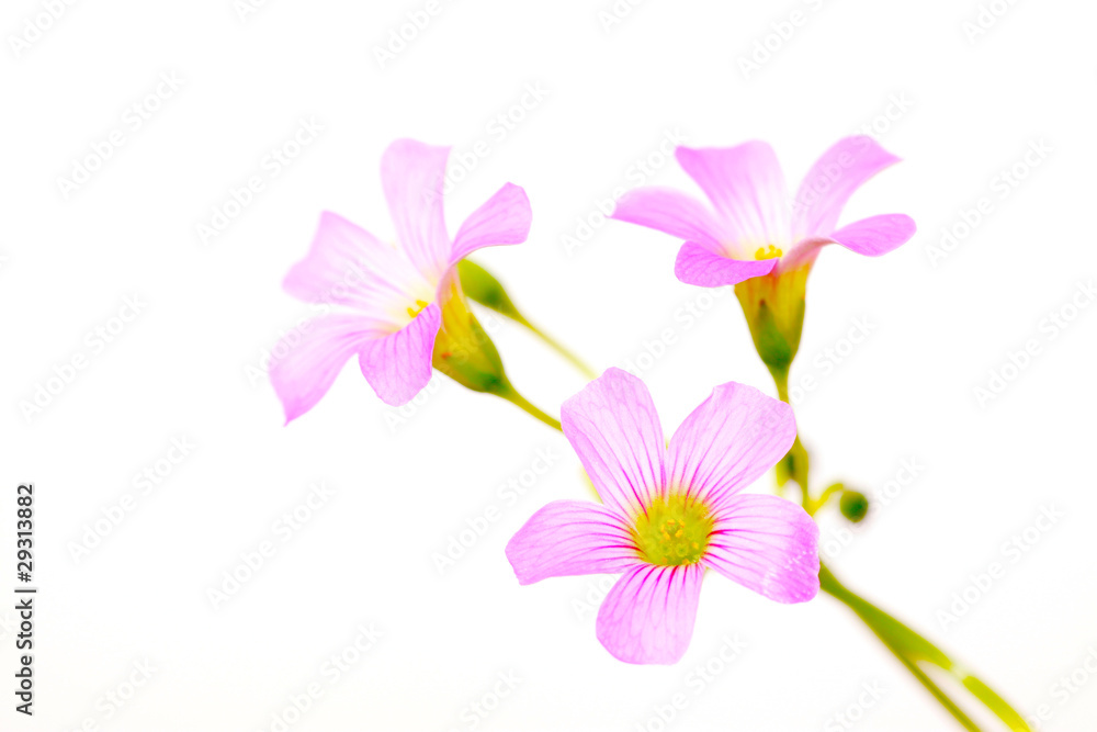 oxalis corniculata flowers oxalis corniculata flowers