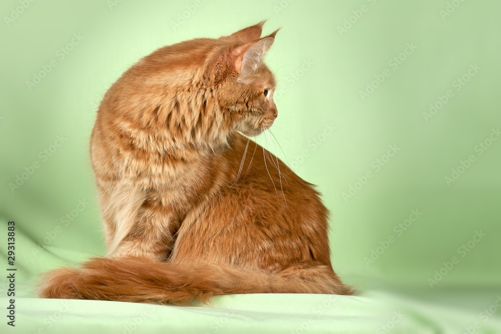 Fototapeta premium Beautiful cat