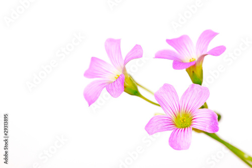 oxalis corniculata flowers