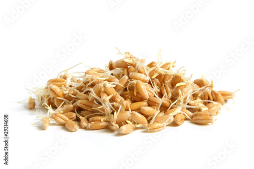 Photography Wheat germs
