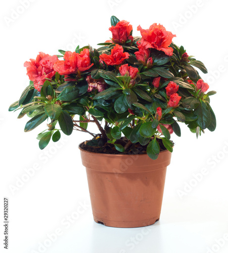 Blossoming plant of azalea in flowerpot isolated on white. photo