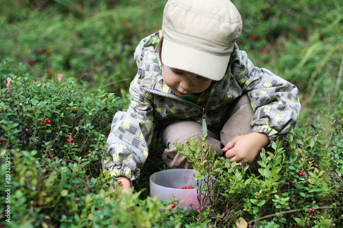 Gathering berries