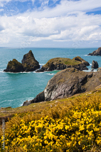 Flowering gorse on the cliffs with Kynance Cove Cornwall