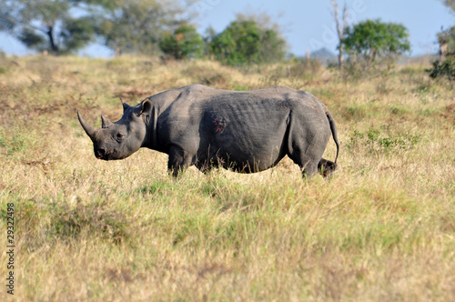 Africa Big Five  Black Rhinoceros