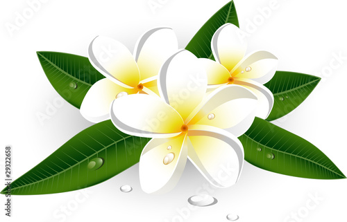 White plumeria (Frangipani)