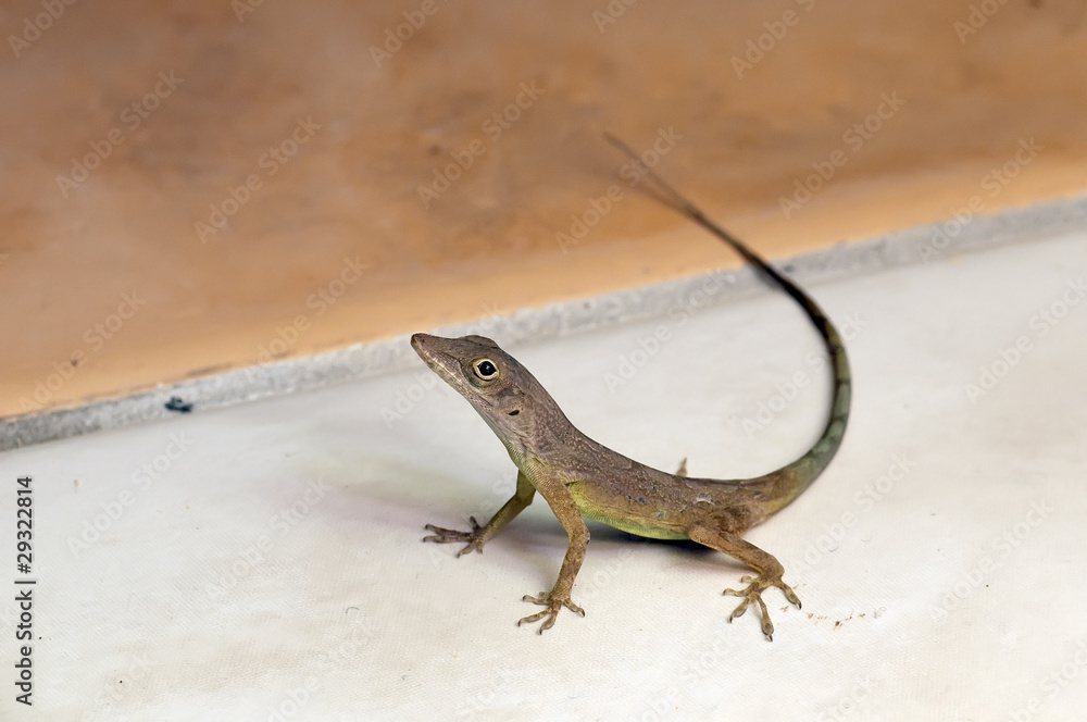 Fototapeta premium Jamaican lizard