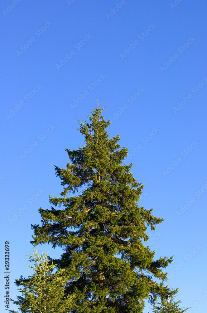 Obraz premium Tanne