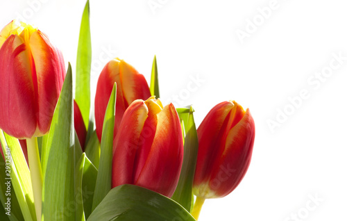 Tulpen im Sonnenlicht