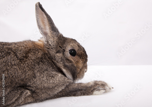 Portrait of Chinese gray  Rabbit on the white table