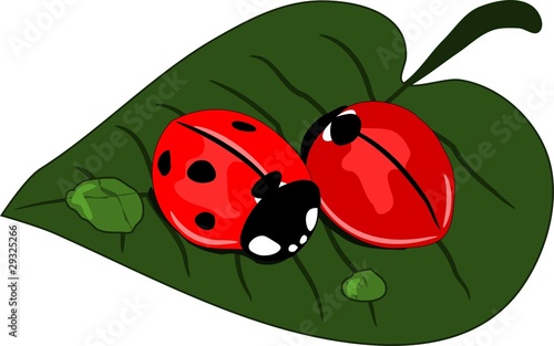 Ladybird love