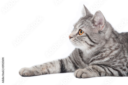 Isolated grey cat