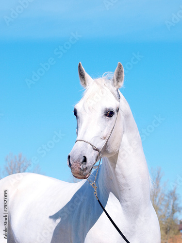 portrait of white arabian horse © anakondasp