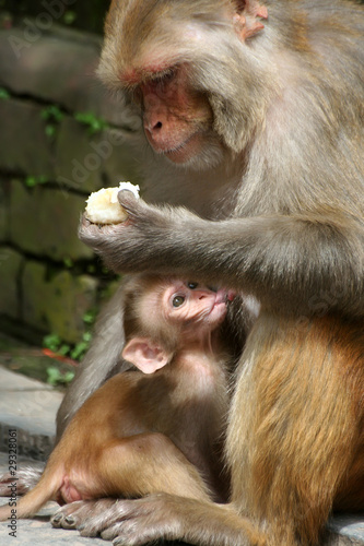 Macaque family in Kathmandu, Nepal © Snezana Skundric