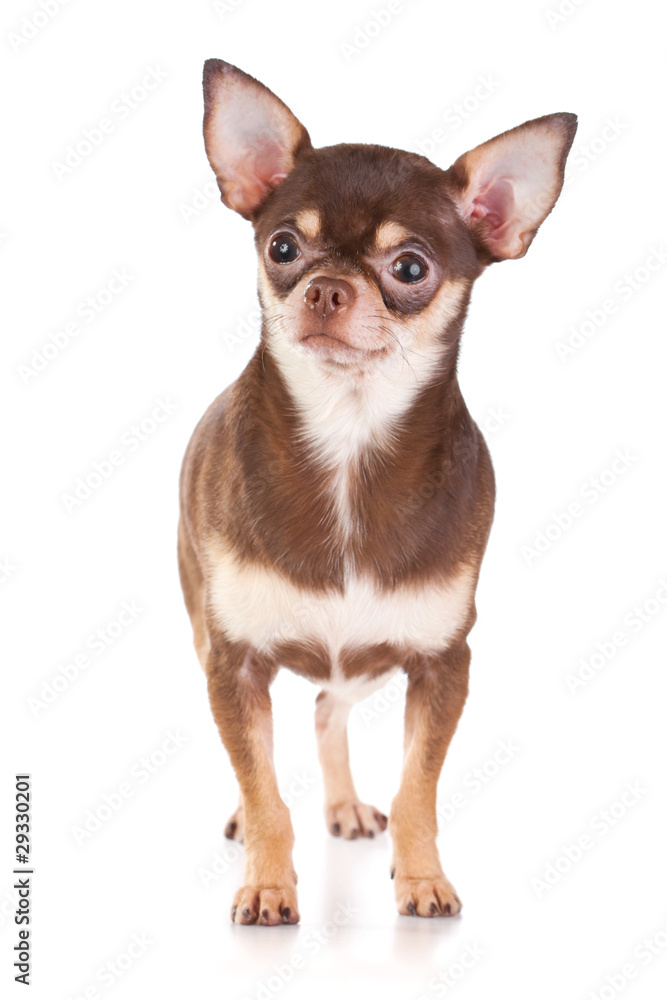 Chihuahua Chihuahua