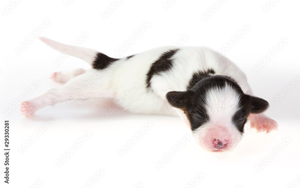 Newborn Papillon puppy