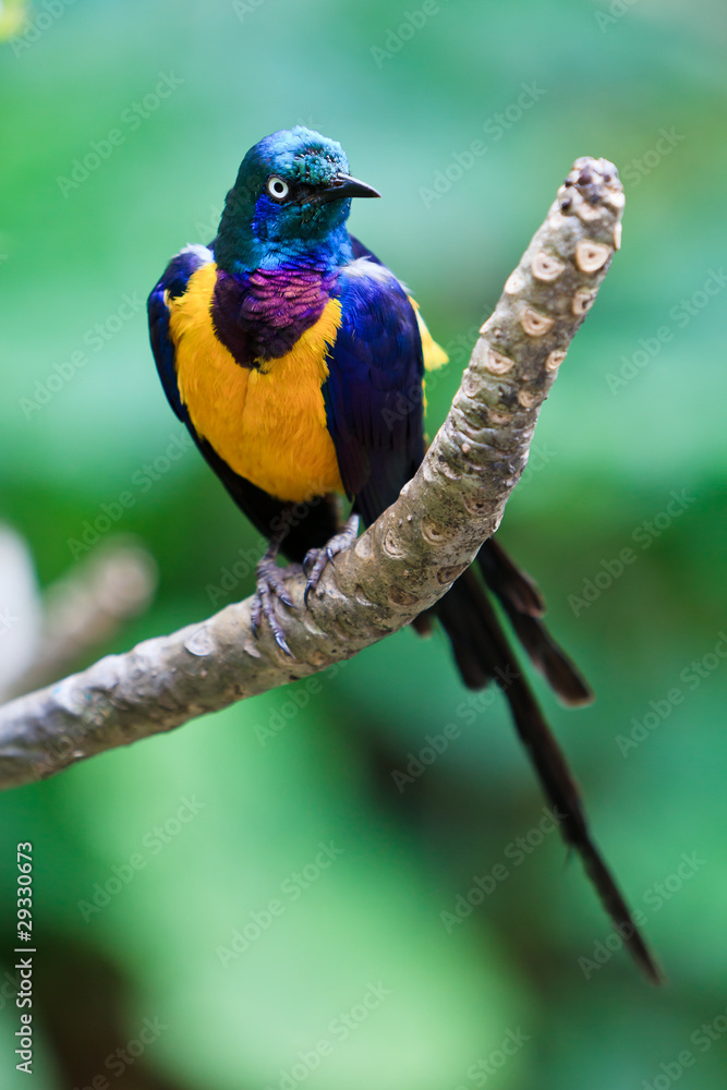 Colorful sterling bird Colorful sterling bird